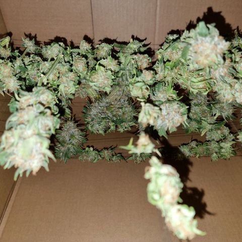 Ak47 Original growlog photo: Primera planta cortada, las otras aún les falta entre 1 a 2 semanas más 