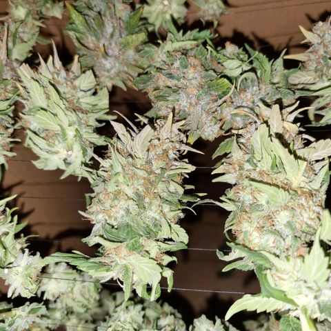 Ak47 Original growlog photo: Primera planta cortada, las otras aún les falta entre 1 a 2 semanas más 