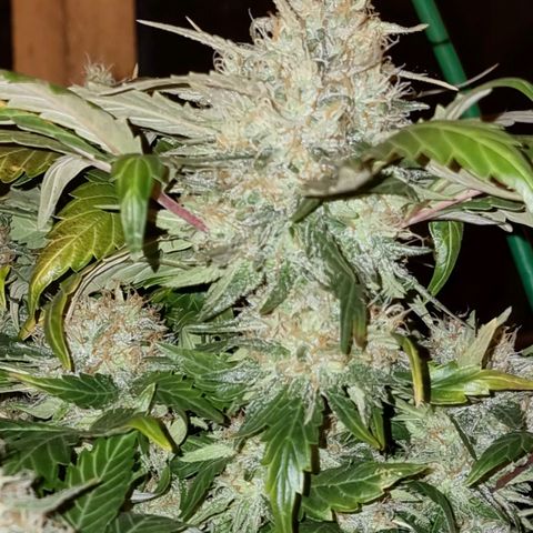 Ak47 Original growlog timeline photo