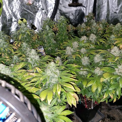 Ak47 Original growlog timeline photo