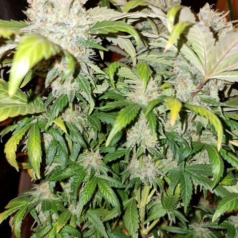 Ak47 Original growlog timeline photo