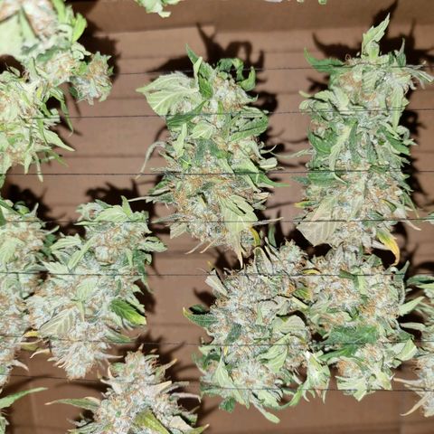 Ak47 Original growlog photo: Primera planta cortada, las otras aún les falta entre 1 a 2 semanas más 