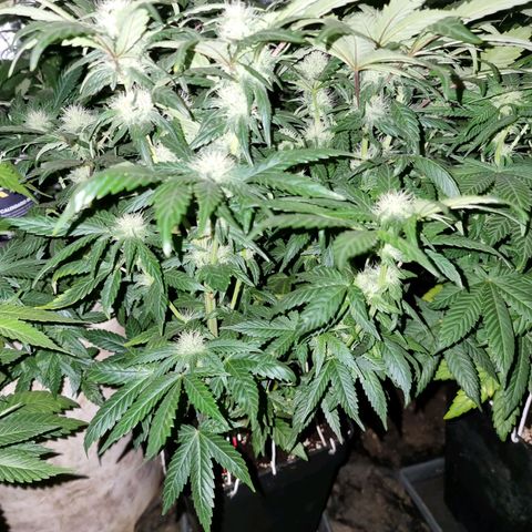 Ak47 Original growlog timeline photo
