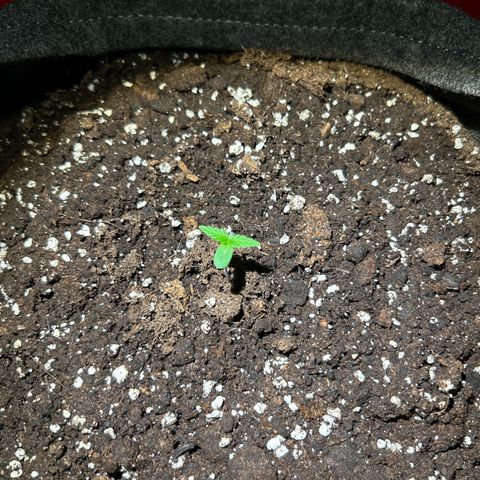 Quick One growlog timeline photo