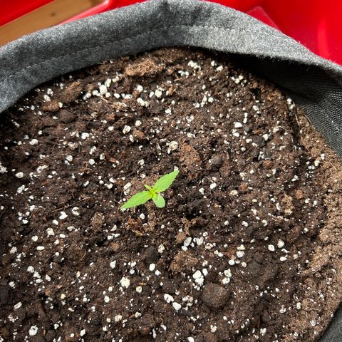 Quick One growlog timeline photo