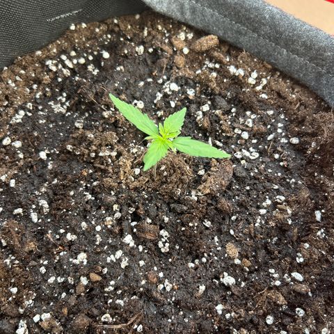 Quick One growlog timeline photo