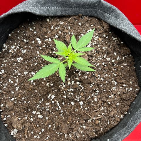 Quick One growlog timeline photo