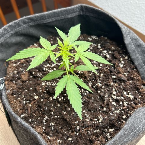 Quick One growlog timeline photo