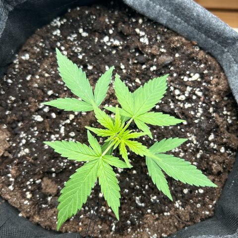 Quick One growlog timeline photo