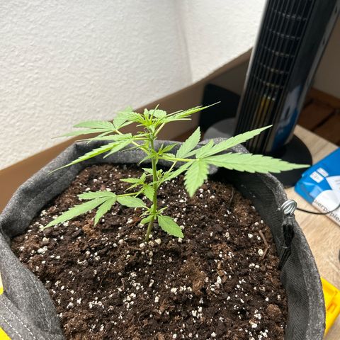 Quick One growlog timeline photo