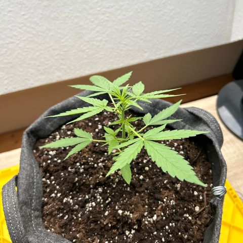 Quick One growlog timeline photo