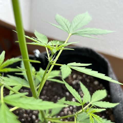 Quick One growlog timeline photo