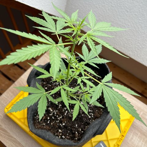 Quick One growlog timeline photo