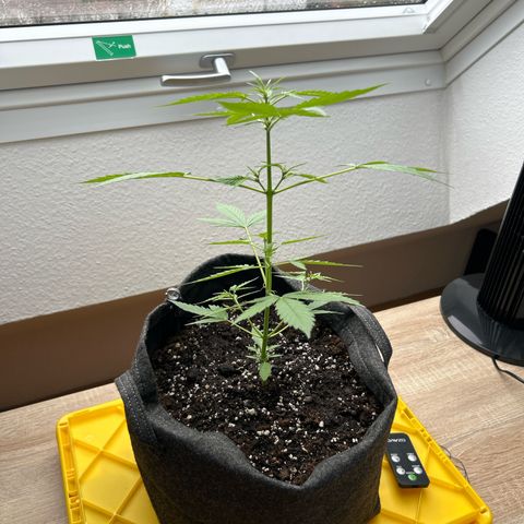Quick One growlog timeline photo