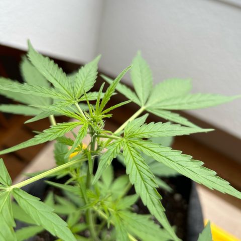 Quick One growlog timeline photo