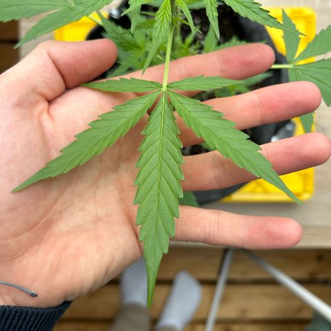Quick One growlog timeline photo