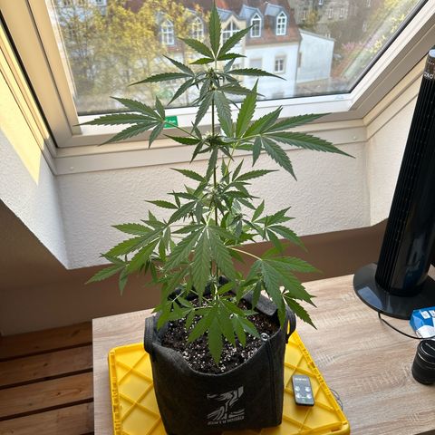 Quick One growlog timeline photo