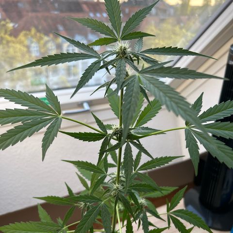 Quick One growlog timeline photo