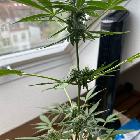 Quick One growlog timeline photo