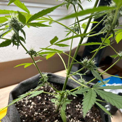 Quick One growlog timeline photo