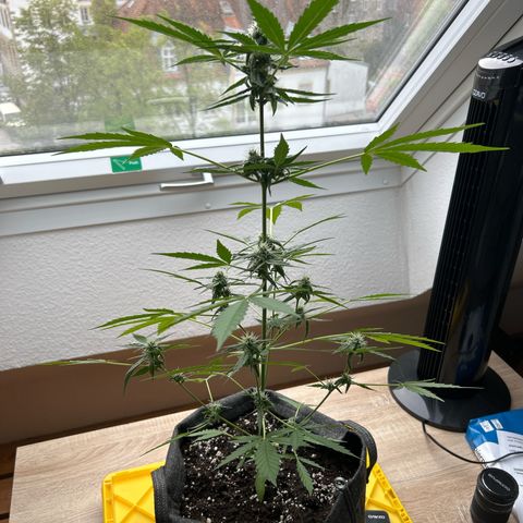Quick One growlog timeline photo