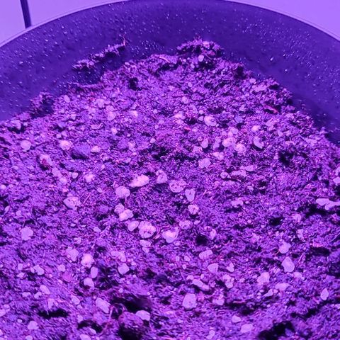 Super Bud 16% THC growlog timeline photo