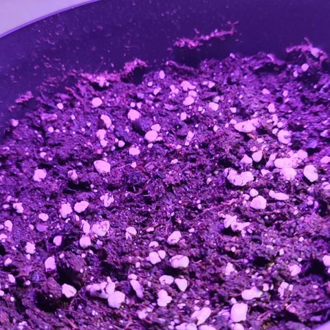Super Bud 16% THC growlog photo: Immernoch nix 
