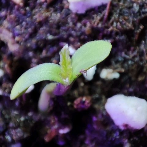 Super Bud 16% THC growlog timeline photo