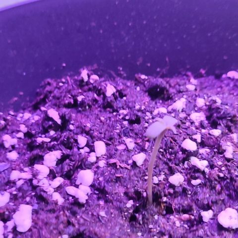 Super Bud 16% THC growlog timeline photo