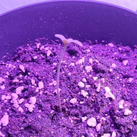 Super Bud 16% THC growlog timeline photo