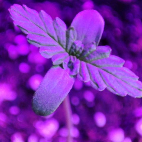 Super Bud 16% THC growlog timeline photo