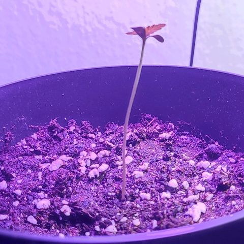 Super Bud 16% THC growlog timeline photo