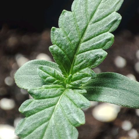 Super Bud 16% THC growlog timeline photo