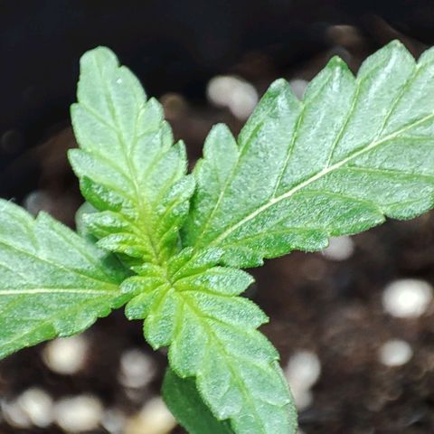 Super Bud 16% THC growlog timeline photo
