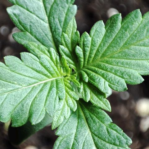 Super Bud 16% THC growlog timeline photo