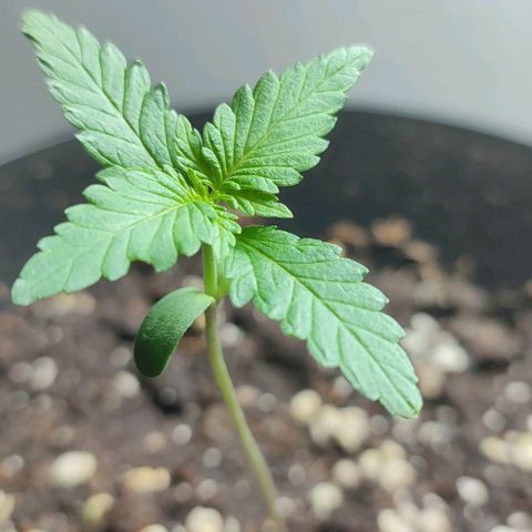 Super Bud 16% THC growlog timeline photo