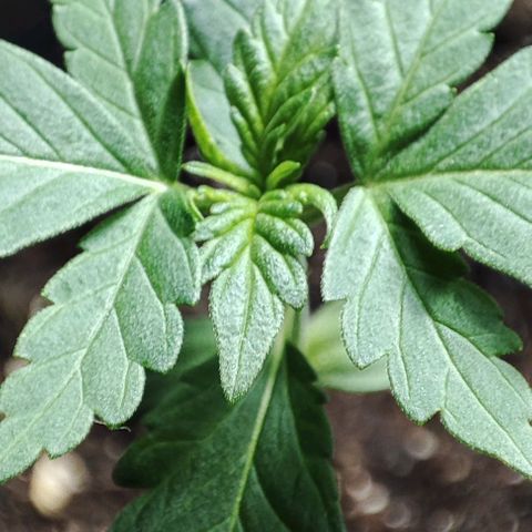 Super Bud 16% THC growlog timeline photo