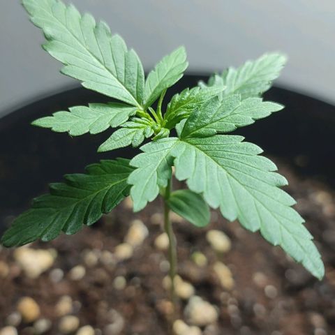 Super Bud 16% THC growlog timeline photo