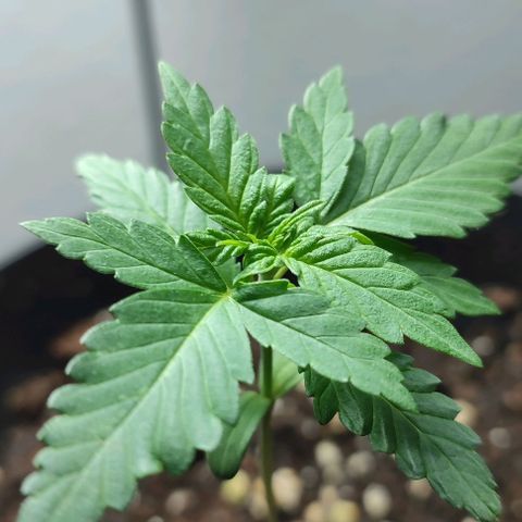 Super Bud 16% THC growlog timeline photo