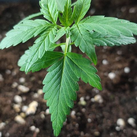 Super Bud 16% THC growlog timeline photo
