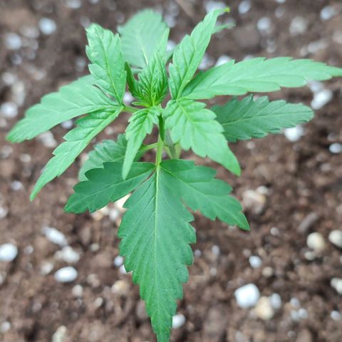 Super Bud 16% THC growlog timeline photo