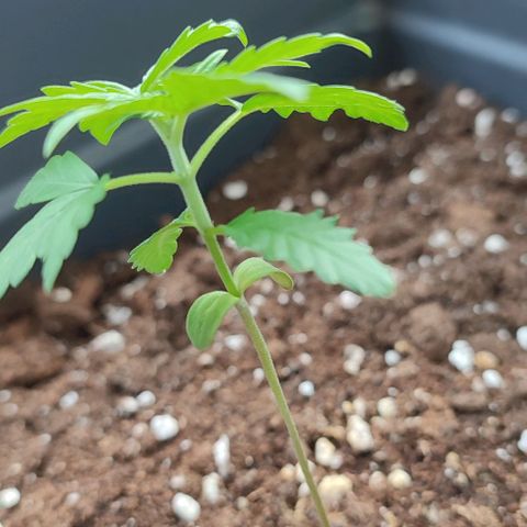 Super Bud 16% THC growlog timeline photo