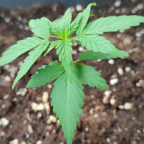 Super Bud 16% THC growlog timeline photo