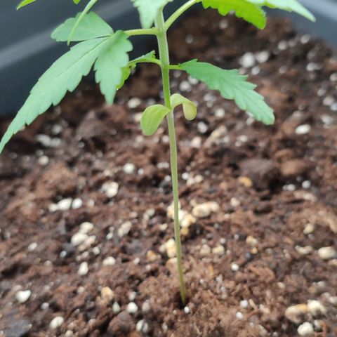 Super Bud 16% THC growlog timeline photo