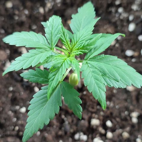 Super Bud 16% THC growlog timeline photo