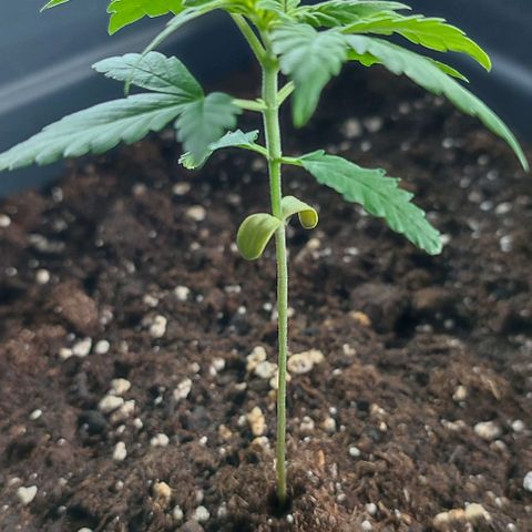 Super Bud 16% THC growlog timeline photo