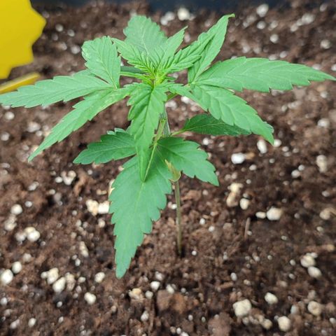 Super Bud 16% THC growlog timeline photo