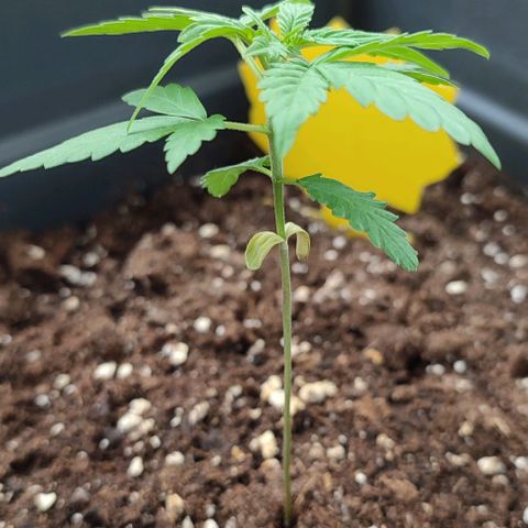 Super Bud 16% THC growlog timeline photo