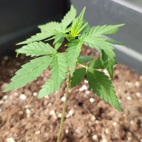 Super Bud 16% THC growlog timeline photo