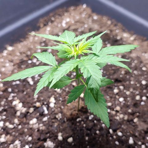 Super Bud 16% THC growlog photo: Neue LED Lampe 